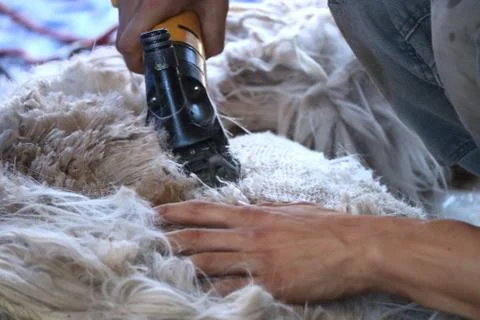 Alpaca Sheering Stock Photos