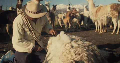 Alpaca Shepherd Shearing the wool Stock Footage 270914793