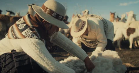 Alpaca Shepherds Shearing the wool Stock Footage 270916518