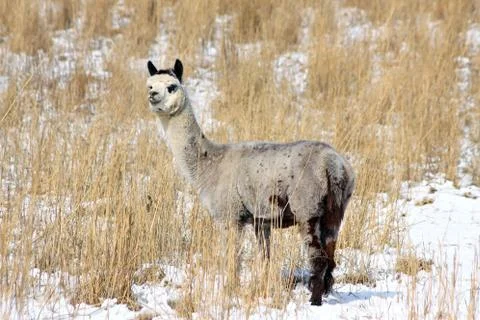 Alpaca in snow Stock Photos