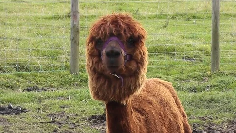 Alpaca steady shot of head Video stock 79875559