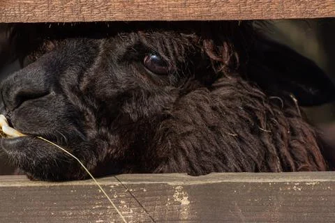 Alpaca stuck its head between the boards of the fence in the zoo Stock Photos