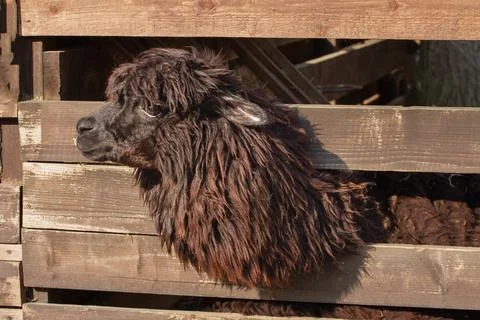 Alpaca stuck its head between the boards of the fence in the zoo Stock Photos
