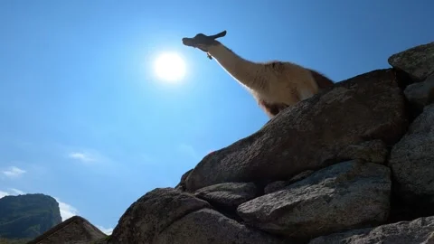 An alpaca in the sunlight Stock Footage 281459268
