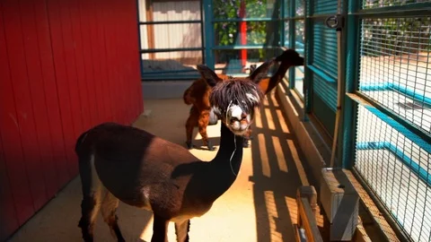 Alpaca turns its head towards camera Stock Footage 90112666