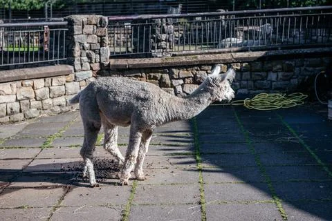 Alpaca using communal dung heap toilet Stock Photos