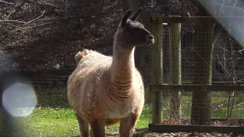 Alpaca Walking Toward Camera Vídeos de archivo 295169338