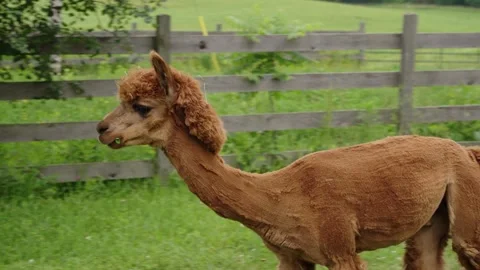 Alpaca walks and eats Video stock 245437184