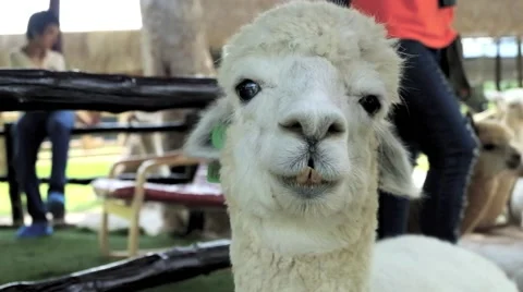Alpaca is winking in the farm Video stock 40621562