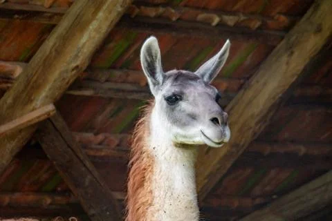 Alpaca in a wooden hut Stock Photos