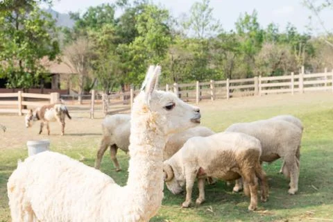 Alpaca wool white standing side Stock Photos