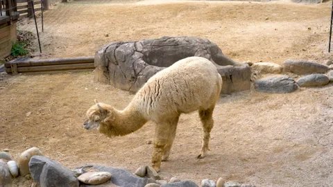 Alpaca at the zoo Stockbeeldmateriaal 157383938