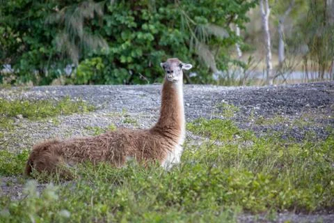 A Alpaca at the zoo Stock Photos