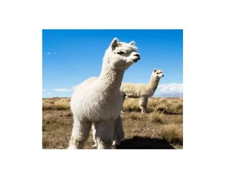 Alpacas-1 Foto stock