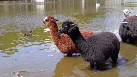 Alpacas and Duck in Pond Stock Footage 293229566