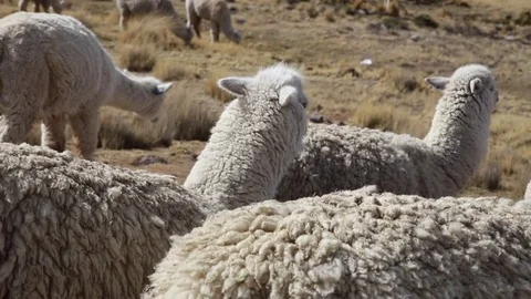 Alpacas in Andes Stock Footage 82456024