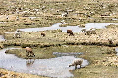 Alpacas in Andes Stock Photos