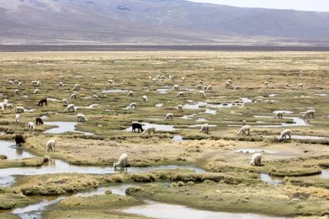 Alpacas in Andes Stock Photos