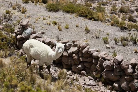 Alpacas in Andes Foto stock