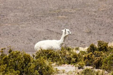 Alpacas in Andes Stock Photos