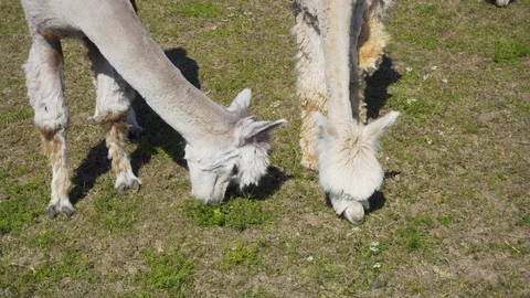 Alpacas are eating grass. Video stock 91586534
