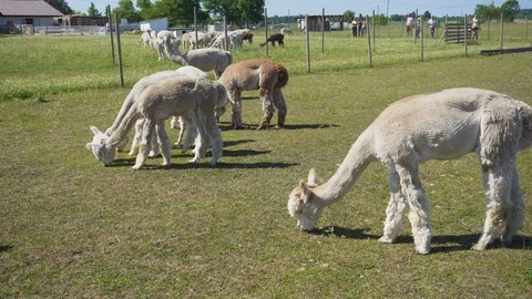 Alpacas are eating grass. Video stock 91587153