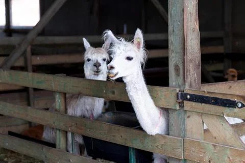 Alpacas in the barn Stock Photos