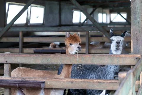Alpacas in the barn Foto stock
