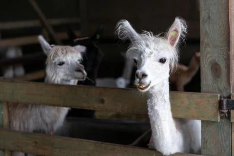 Alpacas in the barn Stock Photos