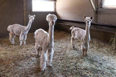 Alpacas in the barn Stock Photos