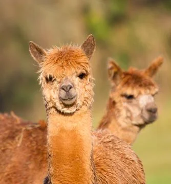 Alpacas brown Stock Photos