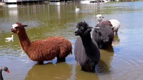 Alpacas Cooling Off in Pond 스톡 동영상 293180664