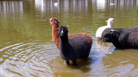 Alpacas Cooling Off in Water Stock-Footage 293218717