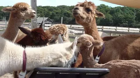 Alpacas crowd around food Stock Footage