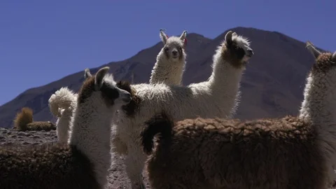 Alpaca's in Desert Stock Footage 121672423
