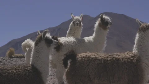 Alpaca's in Desert Stock Footage 121672474