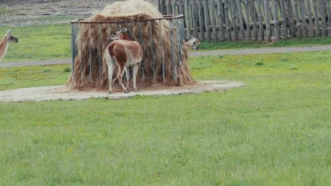 Alpacas eat grass and scratch their backs funny. Slow motion Stock Footage 108627196