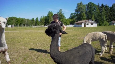 Alpacas eating carrots. Video stock 91586045