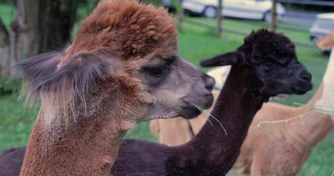 Alpacas Eating Grass Video stock 92461415