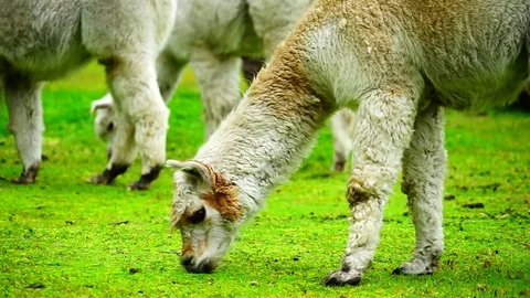 Alpacas eating grass Stock Footage 120638176