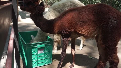 Alpacas eating grass (Vicugna pacos) Video stock 293773402