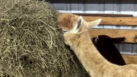 Alpacas eating hay Stock-Footage 210539970