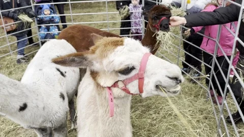 Alpacas eating hay 스톡 동영상 255996523