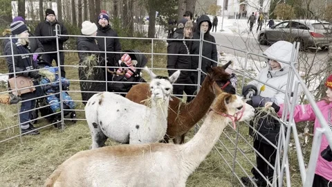 Alpacas eating hay Stock Footage 255996595