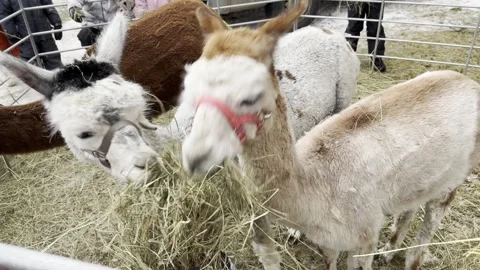 Alpacas eating hay 스톡 동영상 255996664