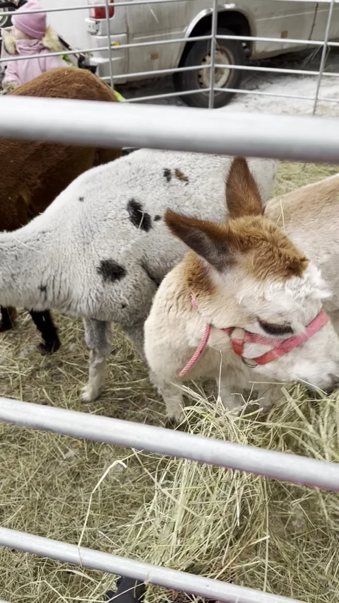 Alpacas eating hay, vertical Stock Footage 255996529