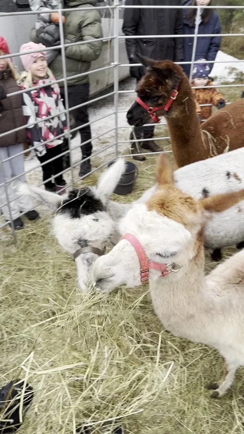 Alpacas eating hay, vertical 스톡 동영상 255996612