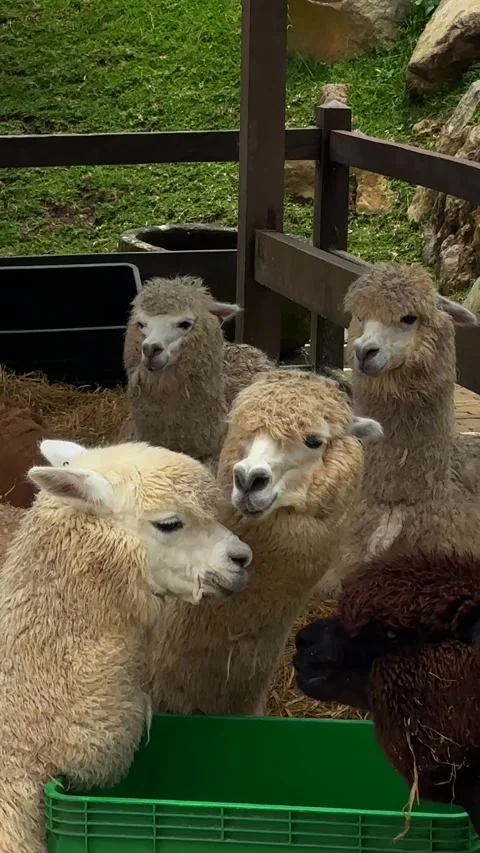 Alpacas engage in friendly interactions while grazing in enclosure Stock-Footage 337393393