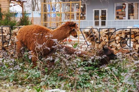 Alpacas exploring a garden space during winter in a small town Stock Photos