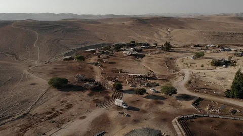 Alpacas Farm Stock Footage 115985913